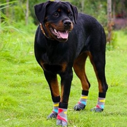PetSocks Ponožky pro psy Long Grey & Color Spots 4ks