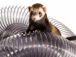 I Love Ferrets MegaFun Ferret Tube 125mm/ 5m