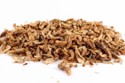 KH Krevety sušené 1kg
